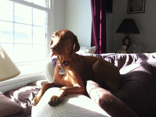 olisofa
