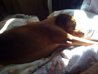 bodi-in-beam