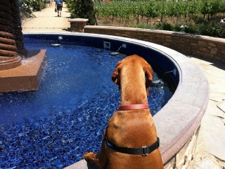 Oli looking around at fountain