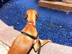Checking out the water