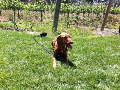 Guarding all the baby wine