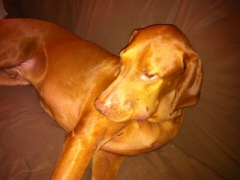 Bodi_1