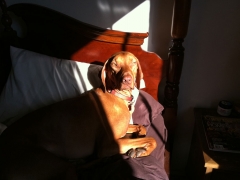 Oliver_1