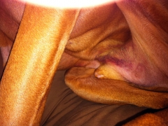 bodi_stomach_close