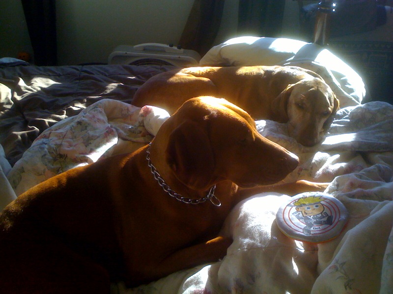 Tucker and Bodi in the sunbeam