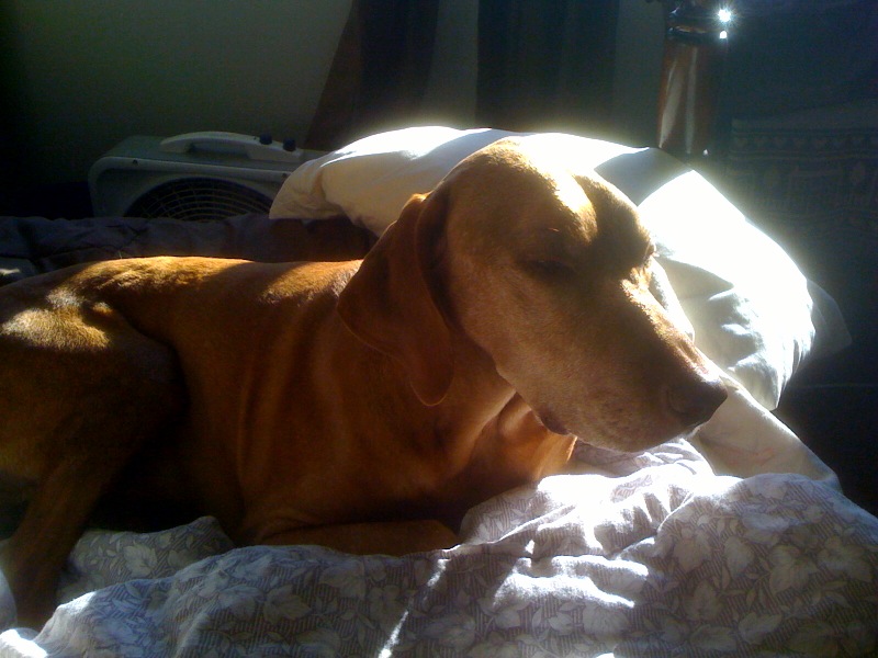 Tucker warming himself in the sunbeam