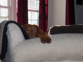 Bodi sneaking a look at the camera