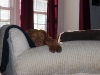 Bodi sneaking a look at the camera