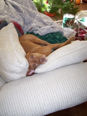 tuckerinlivingroom