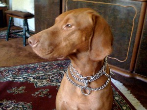 Bodi and the Bling!